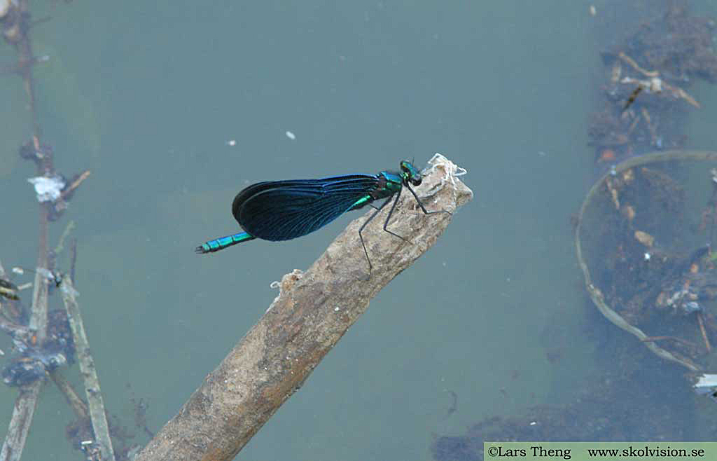 Blå jungfruslända, Calopteryx virgo